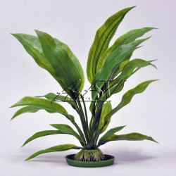 Аквариумное растение "Amazon" S-3 (большой)