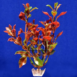 Растение пластиковое Людвигия красная 20 см